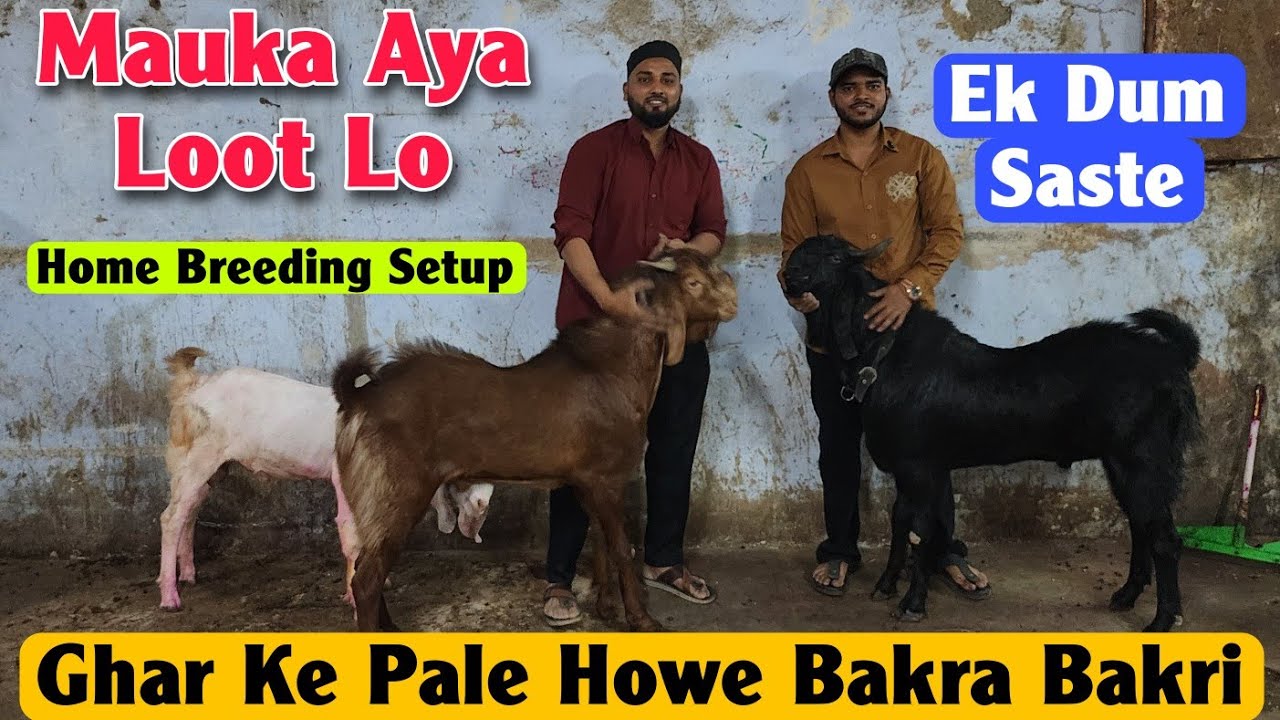 Home Breeing Setup Ek Dum Saste Bakra Bakri | Mauka Aya Looto Lo Offer Goat In Bhiwandi 