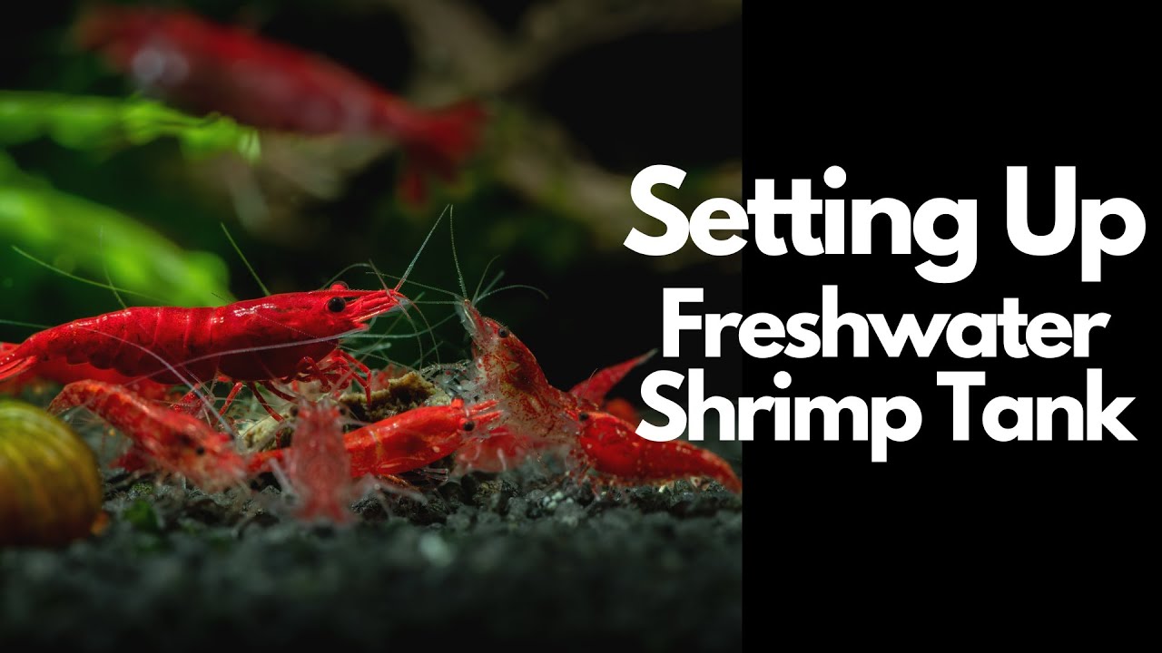 Как обустроить пресноводный аквариум для креветок 🦐