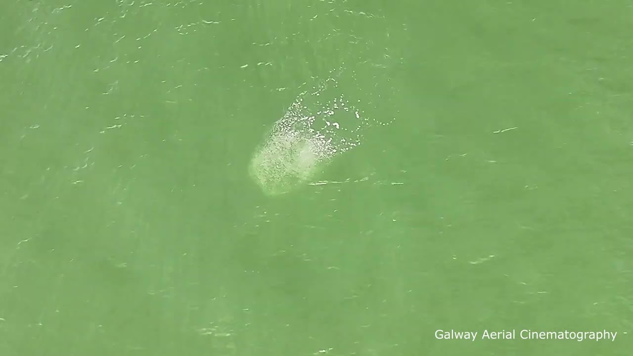 Dolphins Galway Bay