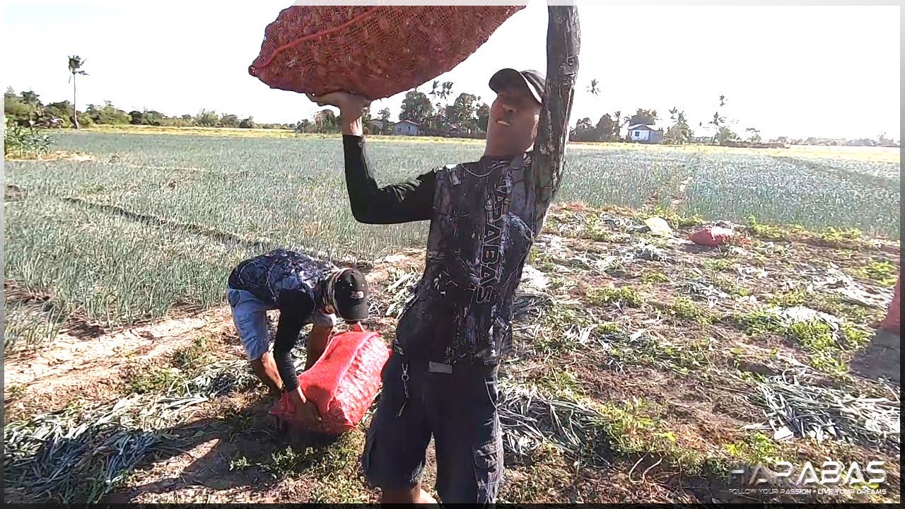 EP269-Part2 - Pag-ani ng Sibuyas | Harvest 'n Cook | Occ. Mindoro