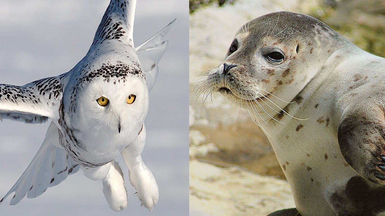 7 Animali Che Sopravvivono Al Freddo Pi&ugrave; Estremo Del Mondo