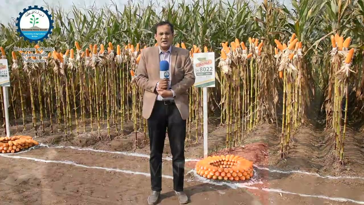 Highlights: Bayer Corn Field Day in MNSUAM