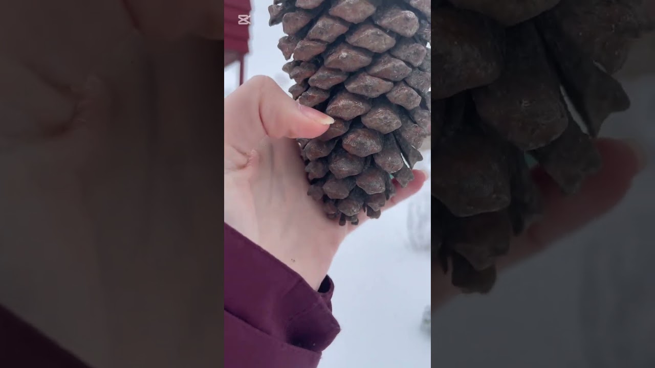 ASMR in the snow | outdoor asmr ❄️