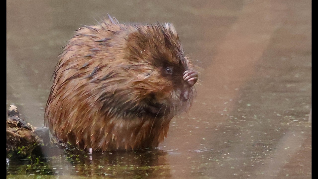 Susquehanna Wetlands Muskrats, Eagles