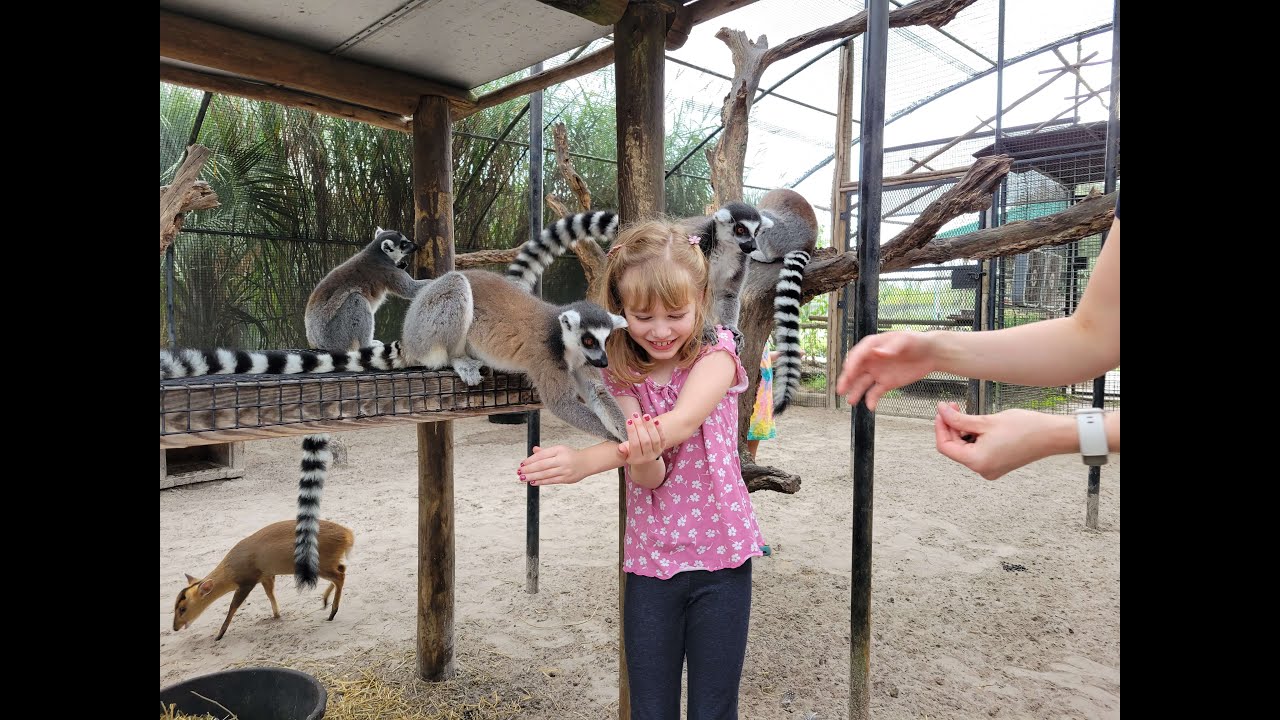 Catherine Feeding Lemurs