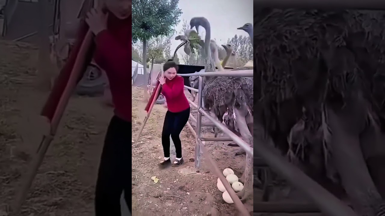 This boy cleverly took out the eggs || #trending #shortvideo
