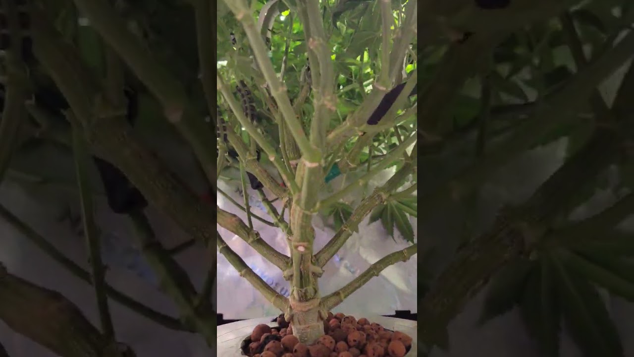 Hydroponic MaryJ - Shiskaberry Strain - 100% Indica - Early Bloom #hydroponics #420 #weed #Hemp #THC