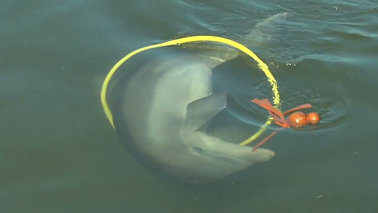 The History of Dolphin Research Center Trailer