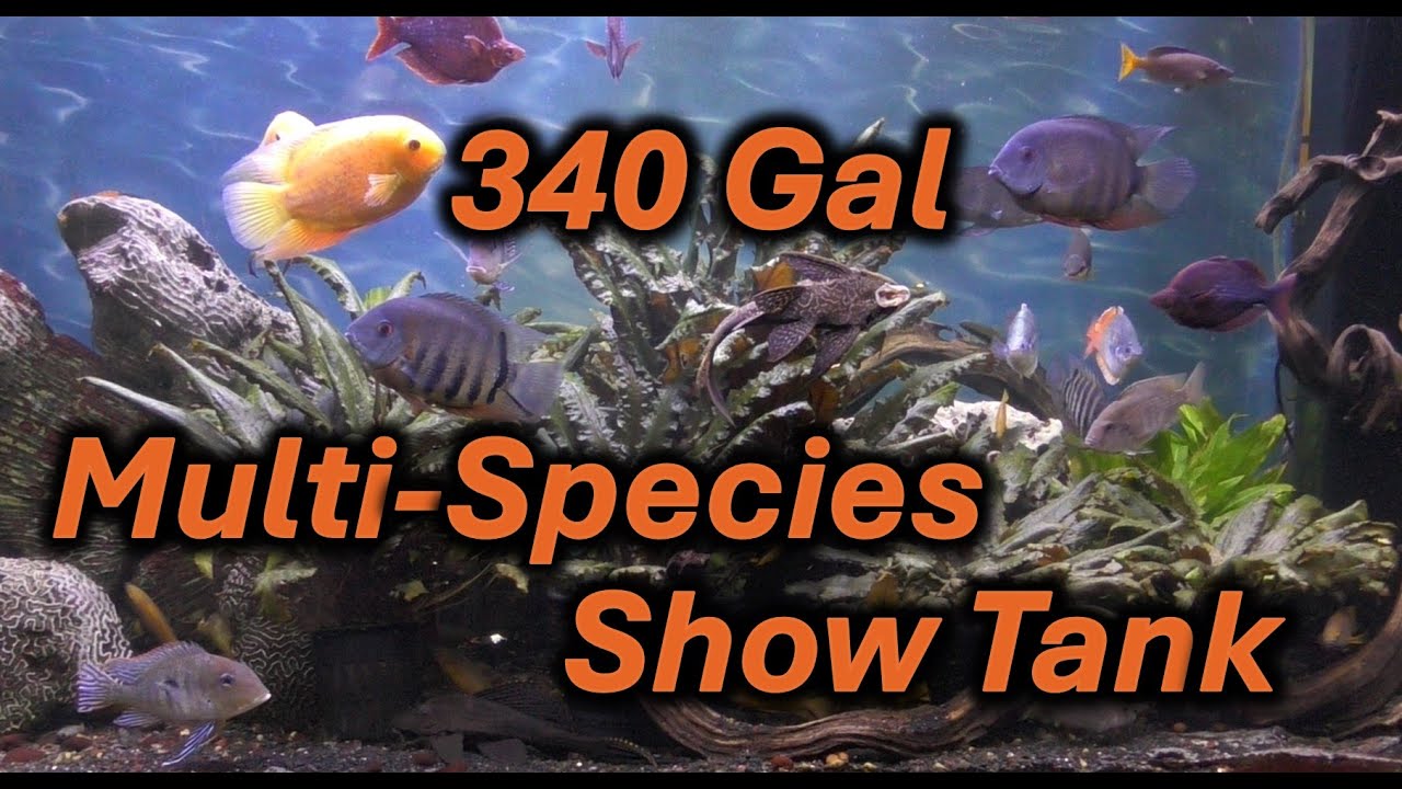 340 Gallon Mult-Species Show Aquarium