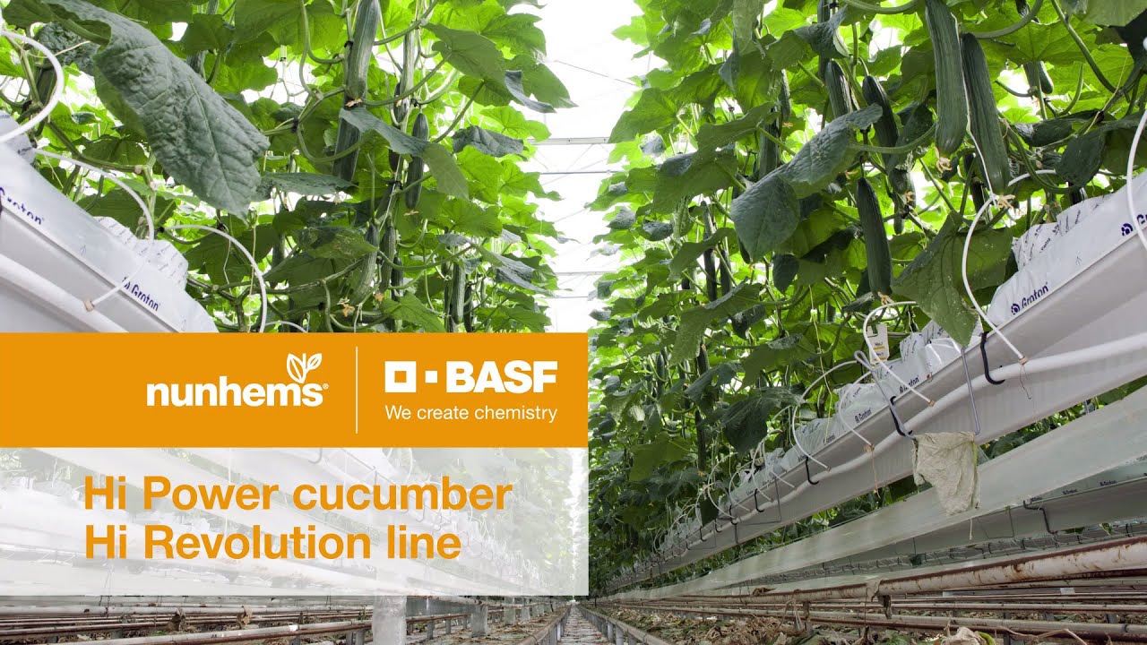 Nunhems Hi Power cucumber Revolution line