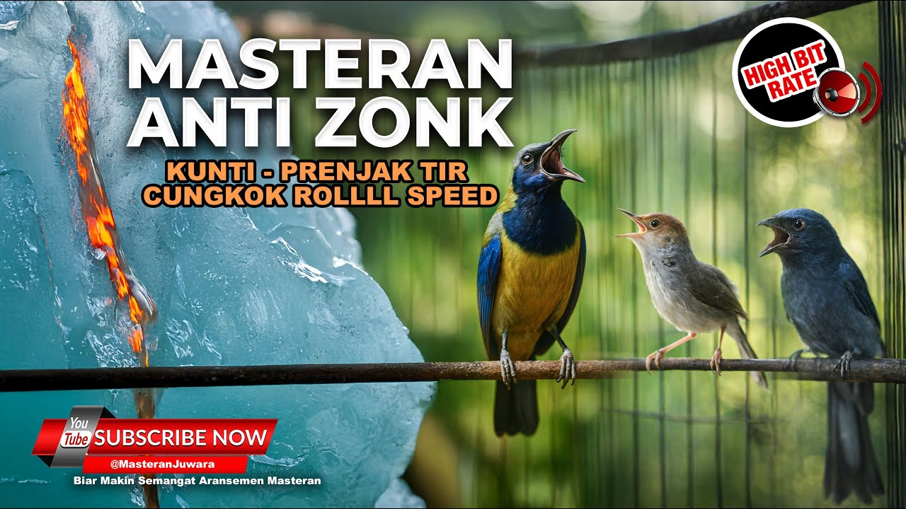 🔴 Live Kompillasi Prenjak Betina Gacor vs Cucak Cungkok Roll Speed vs Srigunting Abu Abu Kunti