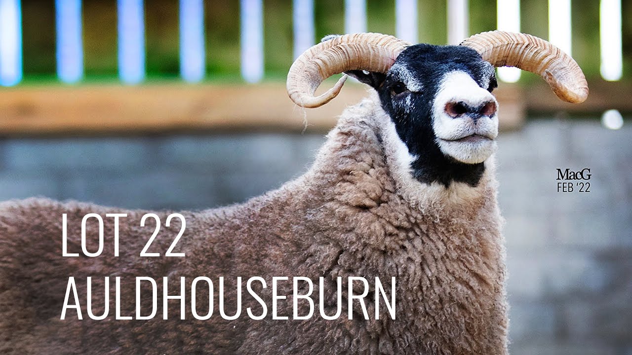 LOT 22 - Auldhouseburn