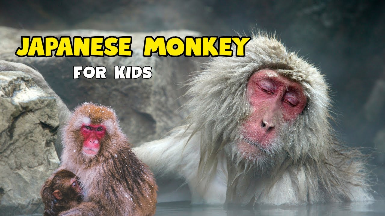 Snow Monkeys of Japan | Amazing Facts About Japanese Macaques | Educational Video for kids
