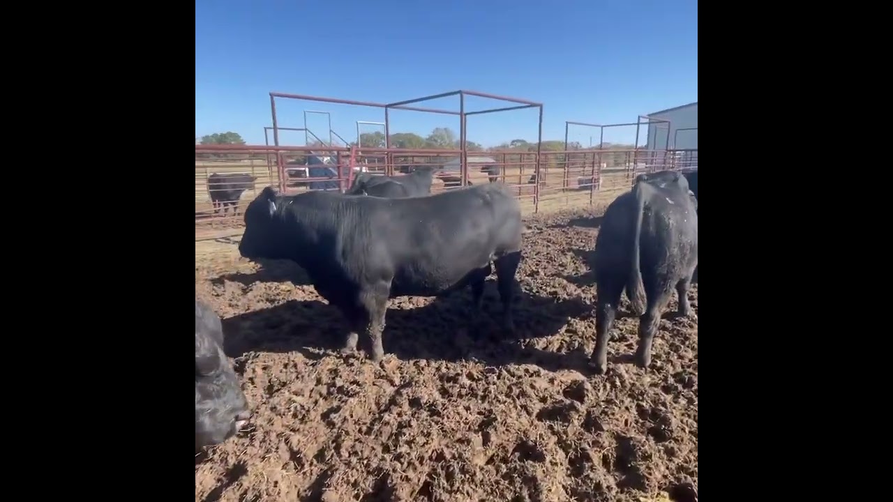 Texas Raised Registered Angus Bulls