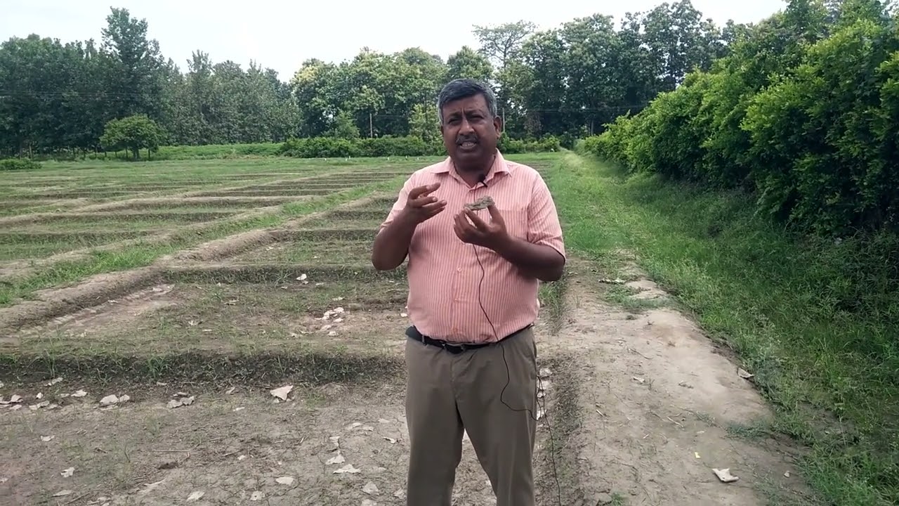 Why Nitrogen deficiency in waterlogged area
