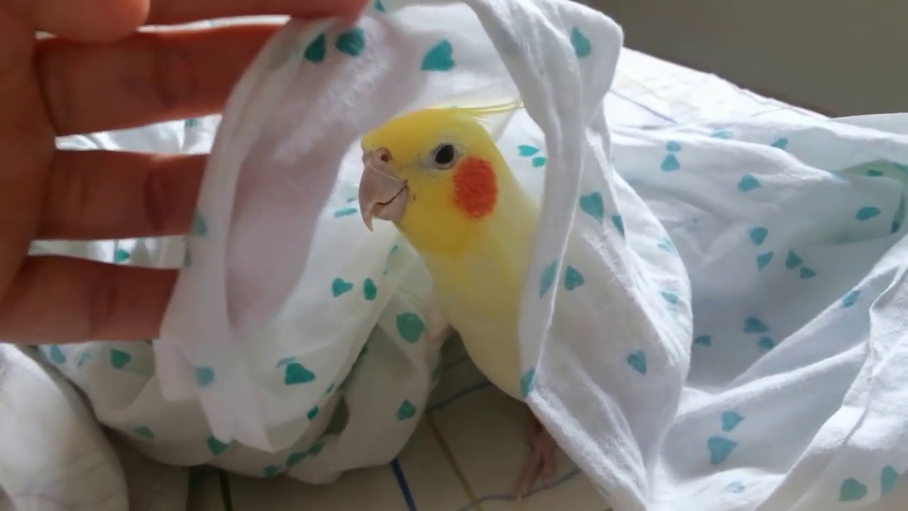 Coisa mais  essa linda calopsita cantando
