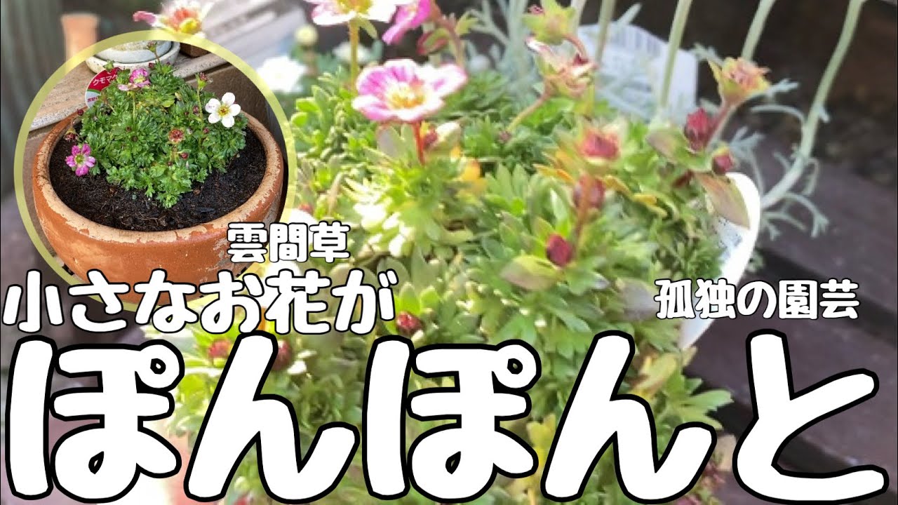 【クモマグサ】丸い鉢に植えてみました