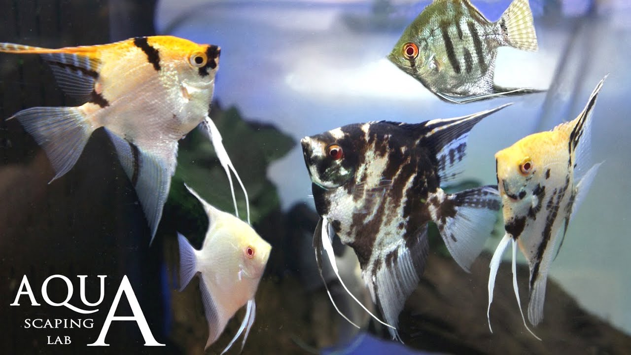 Aquascaping Lab - Pterophyllum Scalare, Angel fish description / Scalare, pesce angelo descrizione