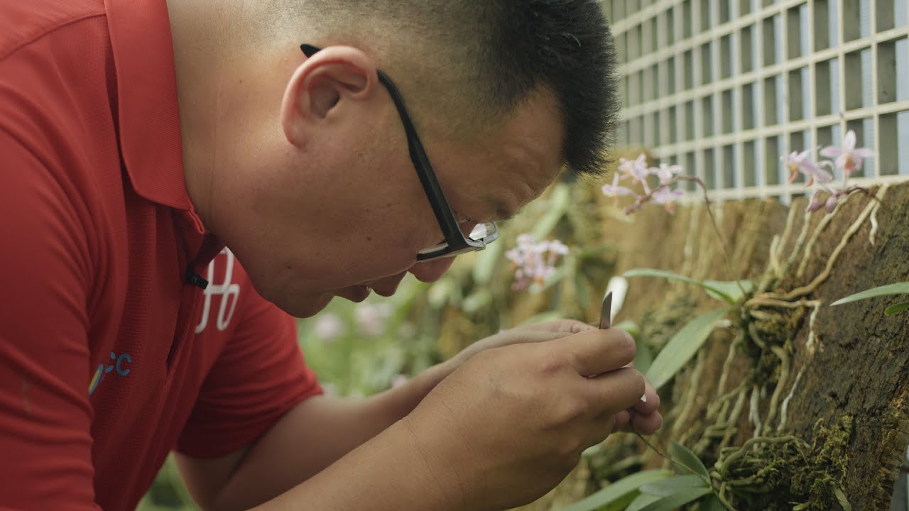 ［ 臺灣原生蘭花：蘭花之島的綠色寶藏_保種中心 陳俊銘 ］- PIBI GARDEN 植人訪談