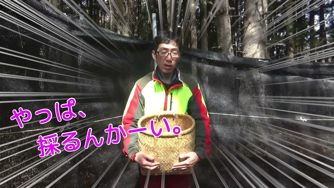 原木シイタケ生産その１ 春はシイタケ