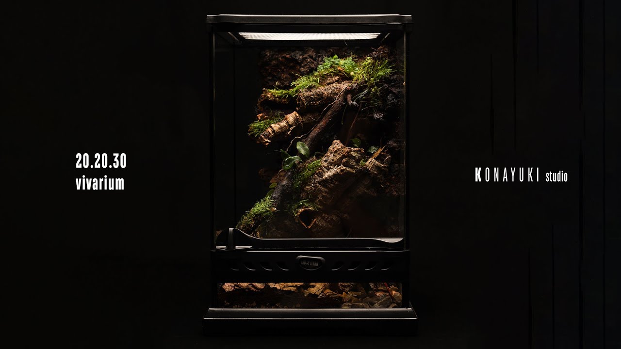 20.20.30 비바리움 식재를 해보자!! / planting in vivarium
