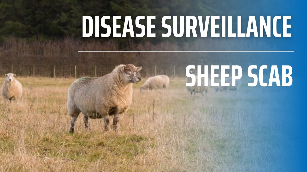 Disease Surveillance - Sheep Scab
