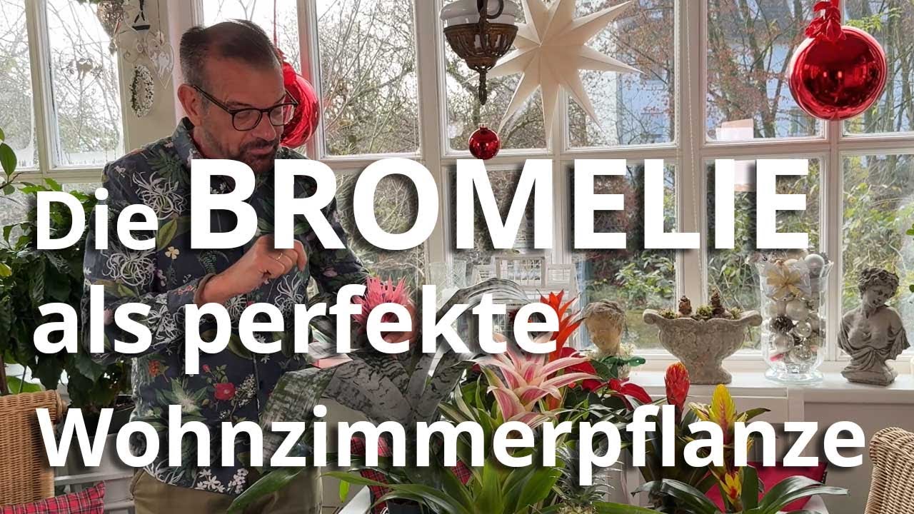 Mit der Bromelie Urwaldfeeling ins Wohnzimmer zaubern! Was sie mag, und was NICHT!
