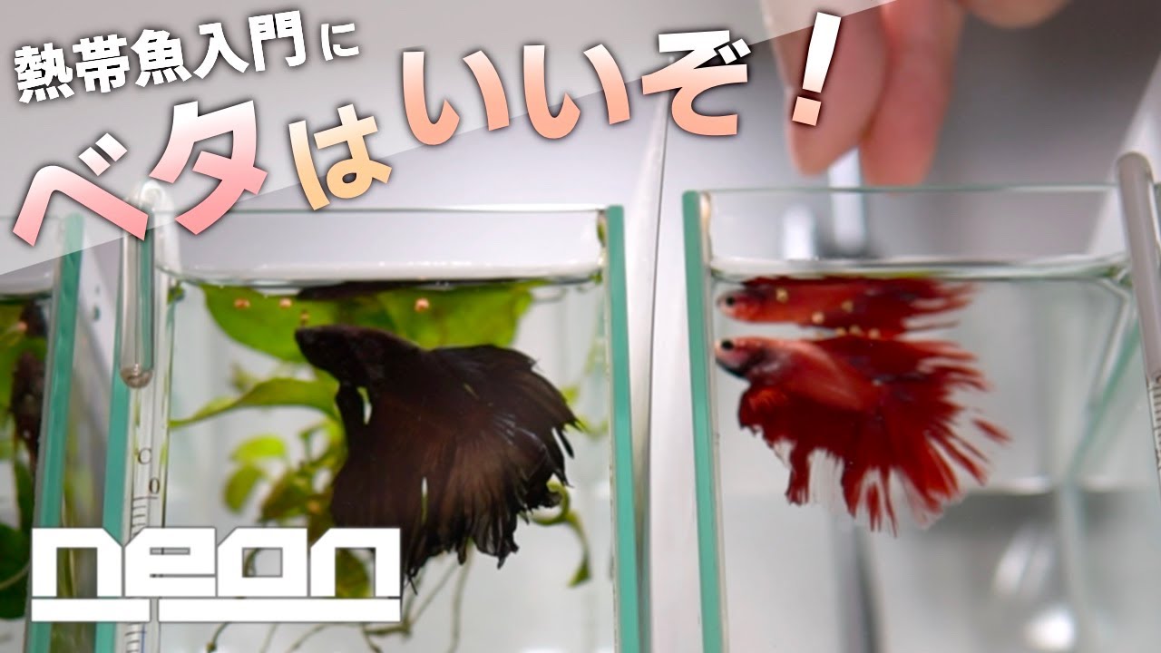 【ベタの基本】熱帯魚飼育をこれから始める方へ！【 ne0n 】 #アクアリウム