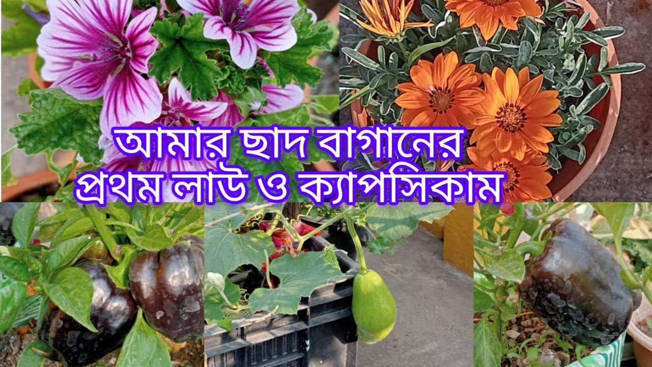 আমার ছাদ বাগান এর প্রথম লাউ ও ক্যাপসিকাম /বড়ো গাছ গুলো রিপটিং করার পর কেমন হচ্ছে।