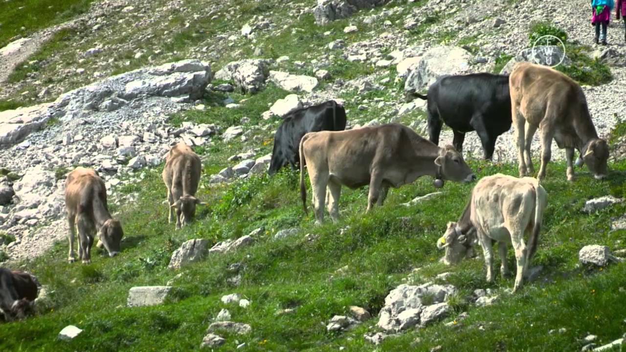 FWU - Milchwirtschaft in Bayern - Trailer