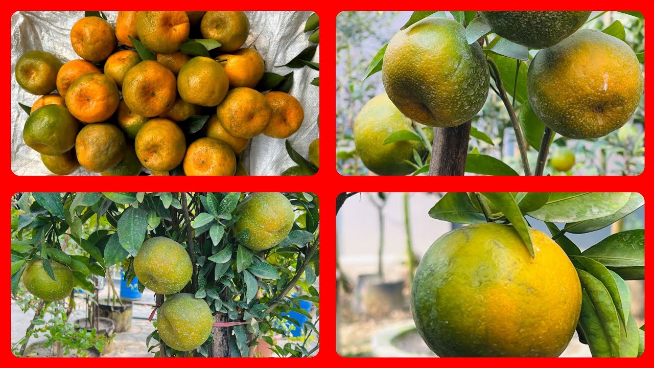 জিও ব্যাগে কমলা চাষঃ Thai-2 Orange। থাই-২ কমলা 🍊🍊