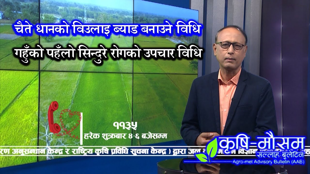 गहुँको पहेँलो सिन्दुरे रोगको उपचार विधि || चैते धानको विउ राख्न ब्याड बनाउने तरिका ||