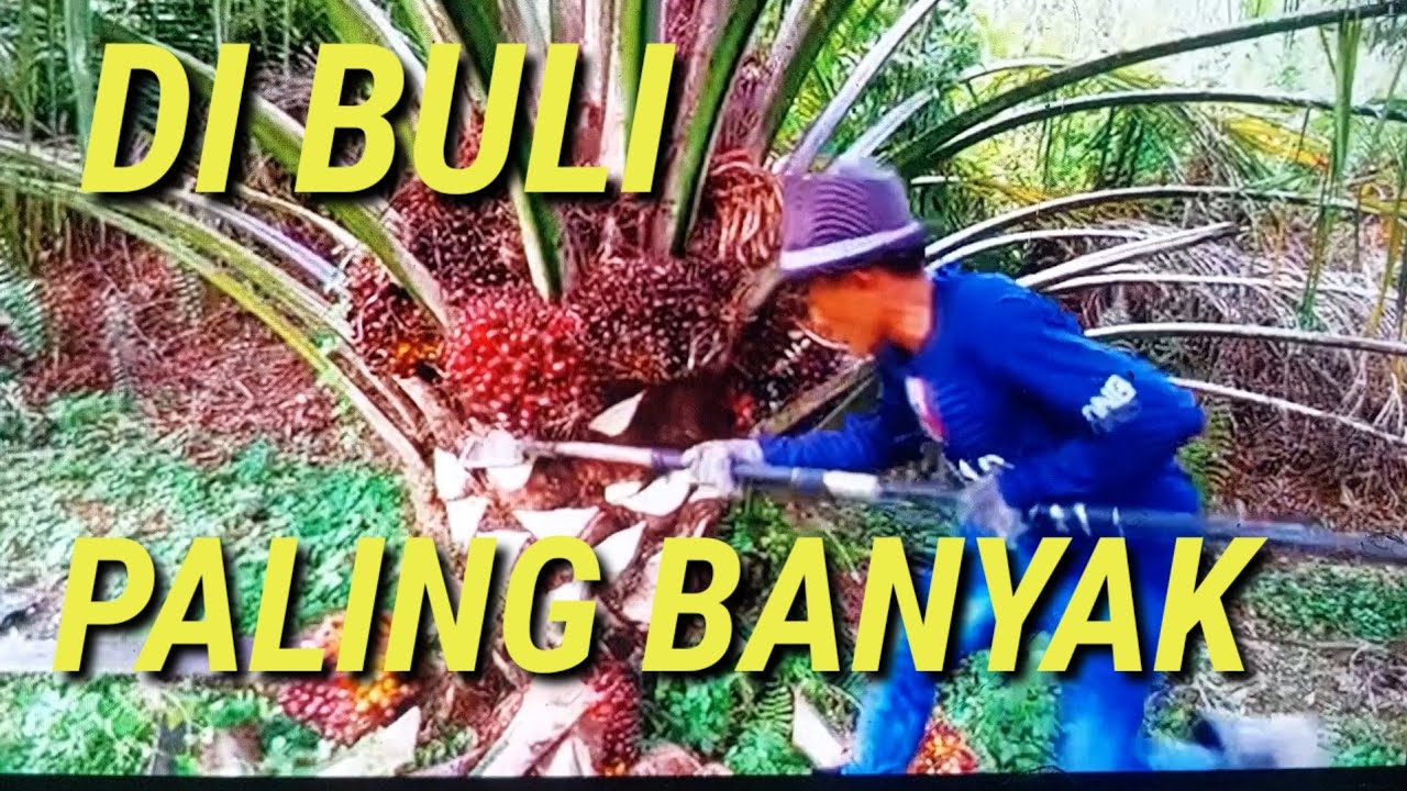 kenapa harus turun buah turun pelepah cara panen sawit di malaysia