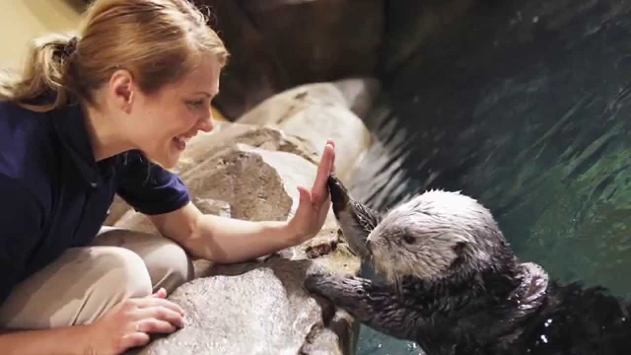 How We're Celebrating Sea Otter Awareness Week