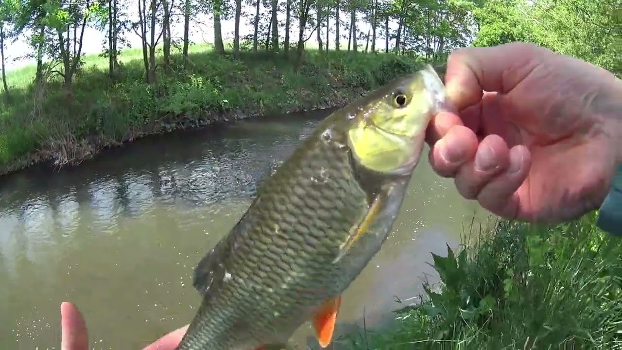 Ручейная форель и голавль на малой реке на ультролайт  в пригляку