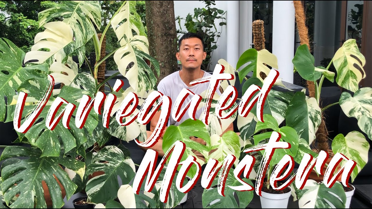 Variegated monstera care and propagation.