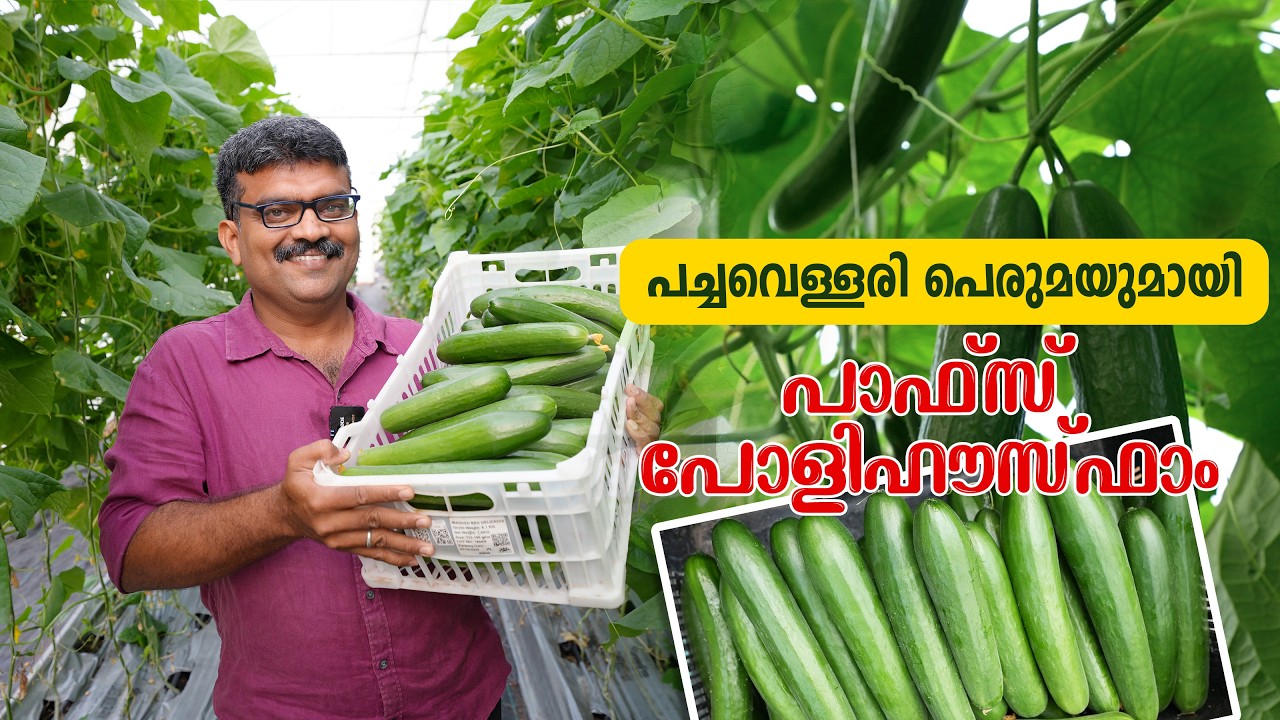 പച്ചവെള്ളരി പെരുമയുമായി പാപ്സ് പോളി ഹൗസ് ഫാം