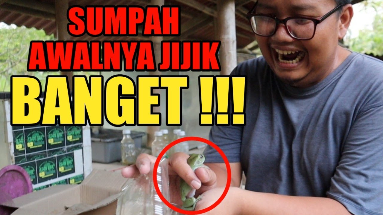 UNBOXING 🐸 KATAK PESEK (DUMPY FROG) || Katak Asal Papua yang karakter nya Asik....