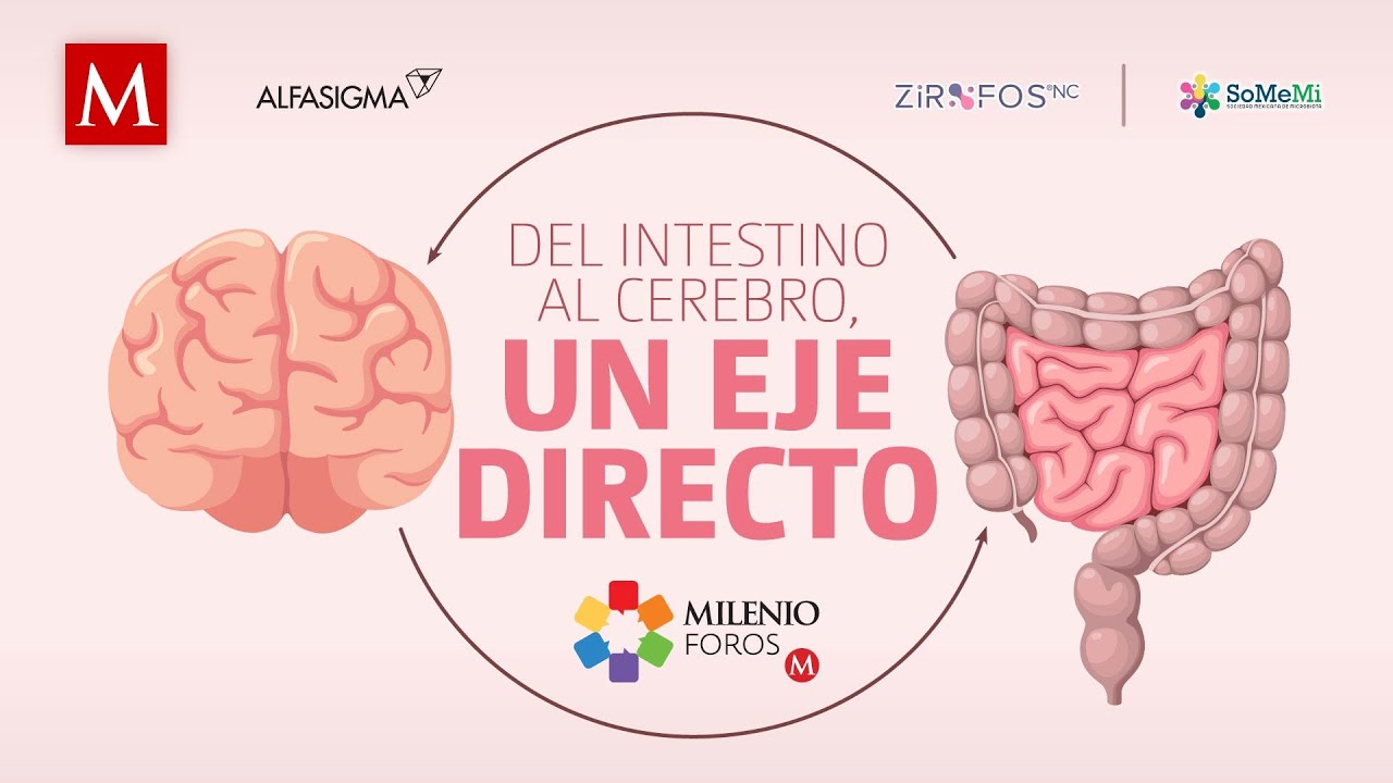 Del intestino al cerebro, un eje directo | Milenio Foros