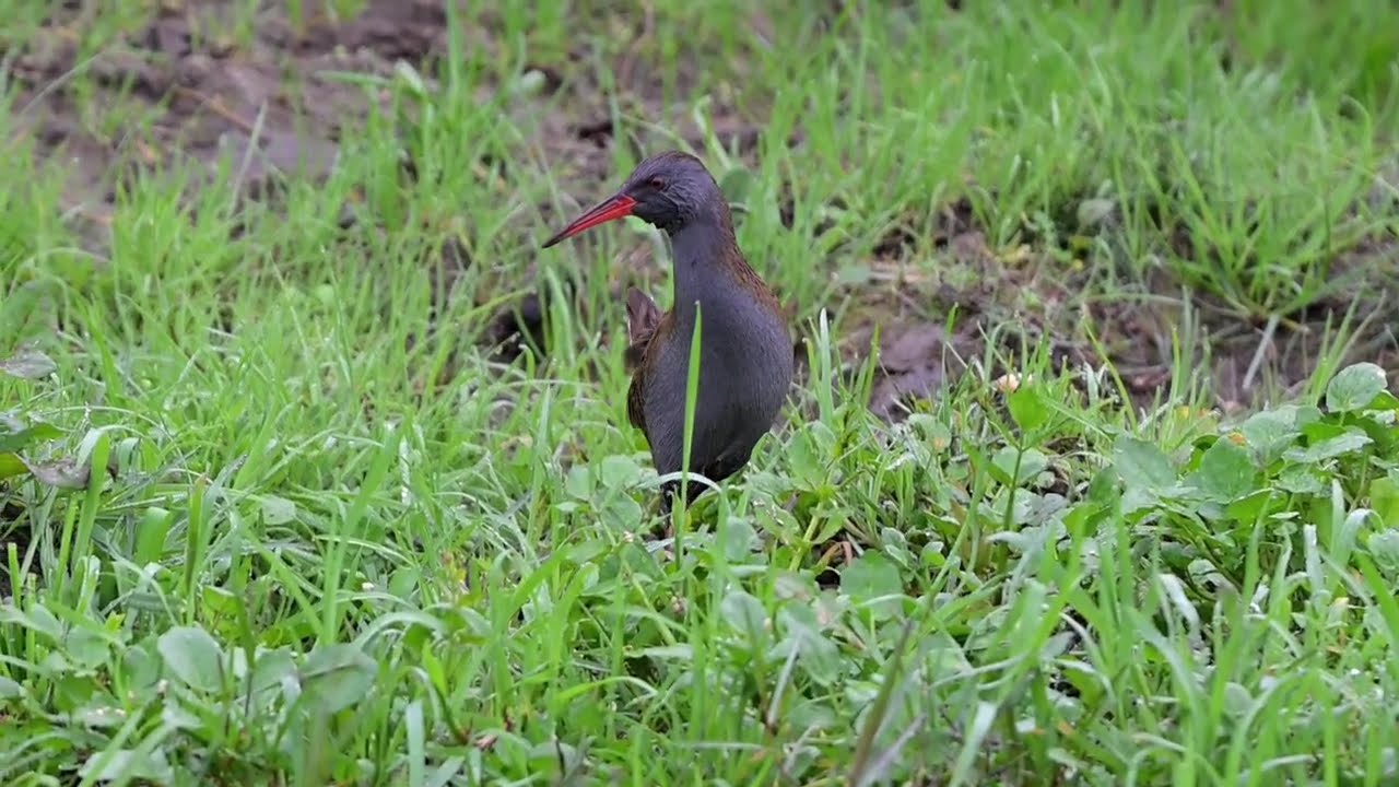 SUKILAVUZU / Rallus aquaticus / Water Rail / Riva / Türkiye'nin kuşları