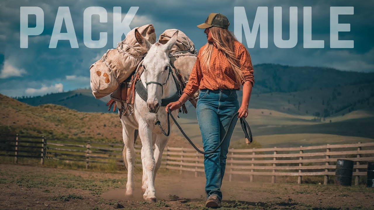 Our Wild Mustangs First Roadtrip & Packing Mules With 'THE WILD IN US'