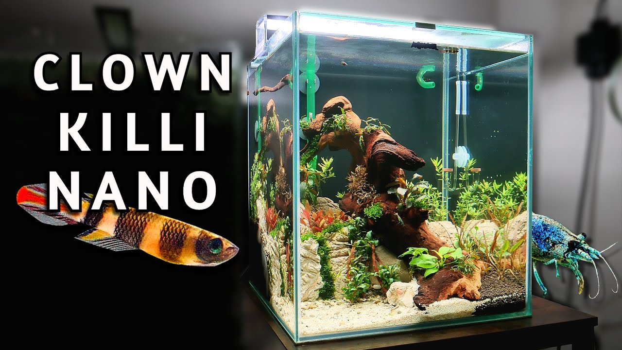 Clown Killifish Nano Tank - Planting