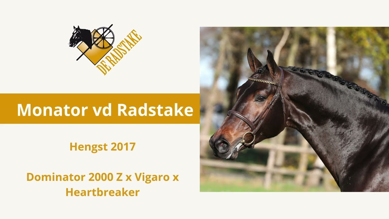 Monator vd Radstake (Dominator 2000 Z x Vigaro x Heartbreaker)