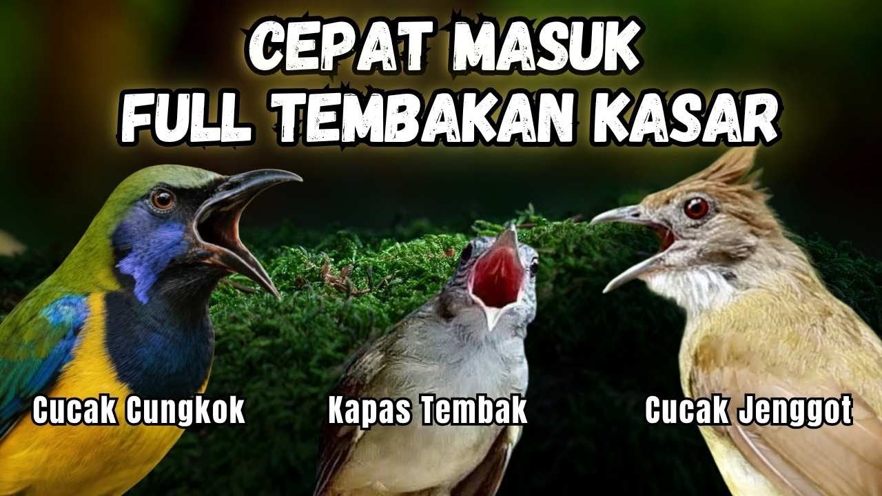 Masteran Full Tembakan Kasar Cepat Masuk | Cucak Jenggot - Kapas Tembak - Cucak Cungkok