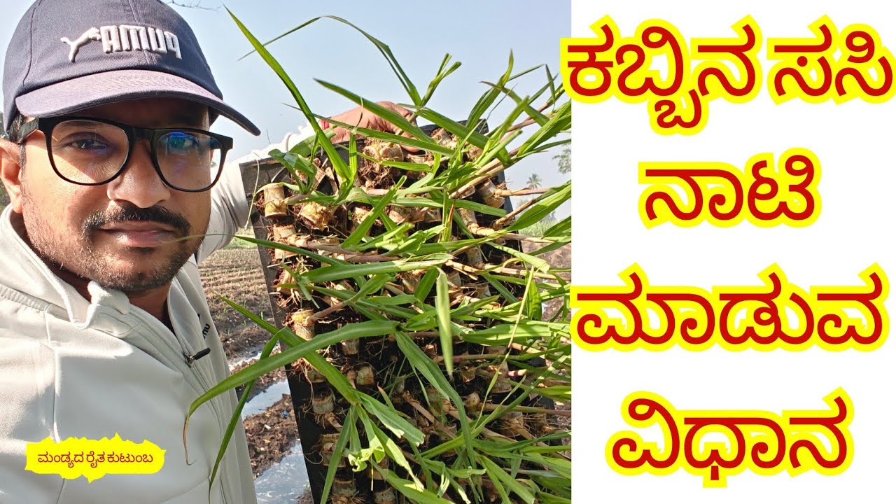 !ಕಬ್ಬಿನ ಸಸಿ ನೆಡುವ! ವಿಧಾನ ಒಂದು ಎಕ್ಕರೆಗೆ 6  ಸಾವಿರ ನೆಡಬೇಕು ಹಾಗು ಹೇಗೇ! ನೆಡಬೇಕು?