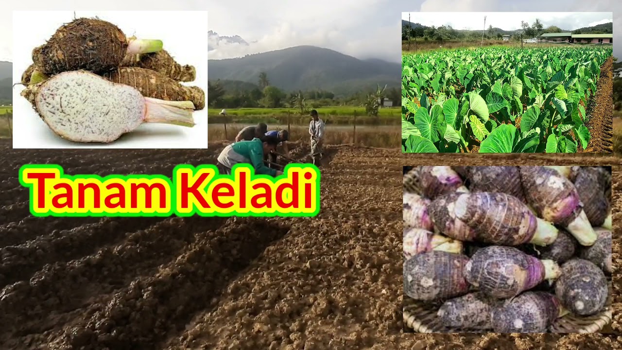 Tanam 10K Keladi Cina Part 1 (Pembenihan Sulur)