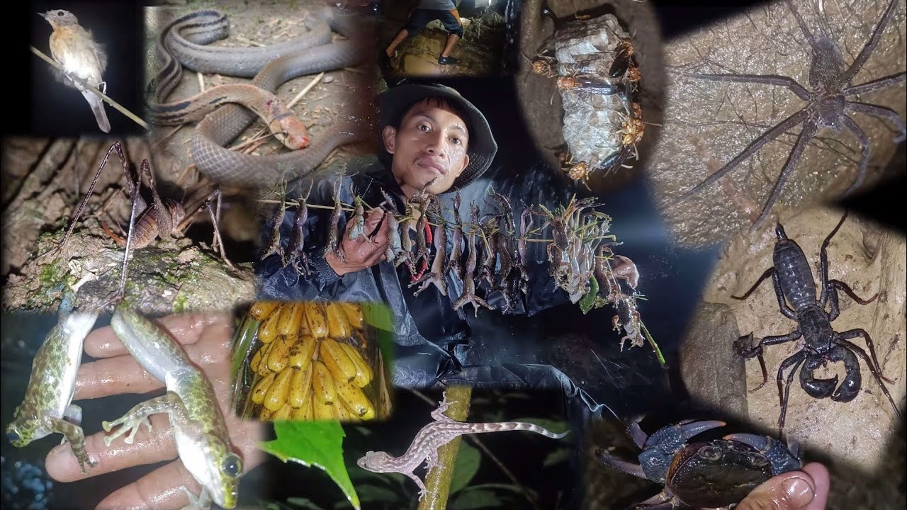 Naga village lifestyle |Untouched deep forest at PHOMIESLAND|Hunting frog's🐸&crabs🦀 @shahloicraft
