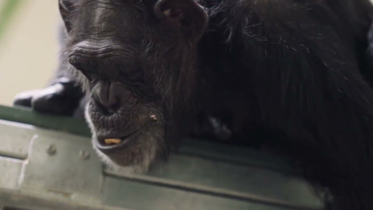 Indianapolis Zoo | Penny & Jock Fortune Chimpanzee Complex