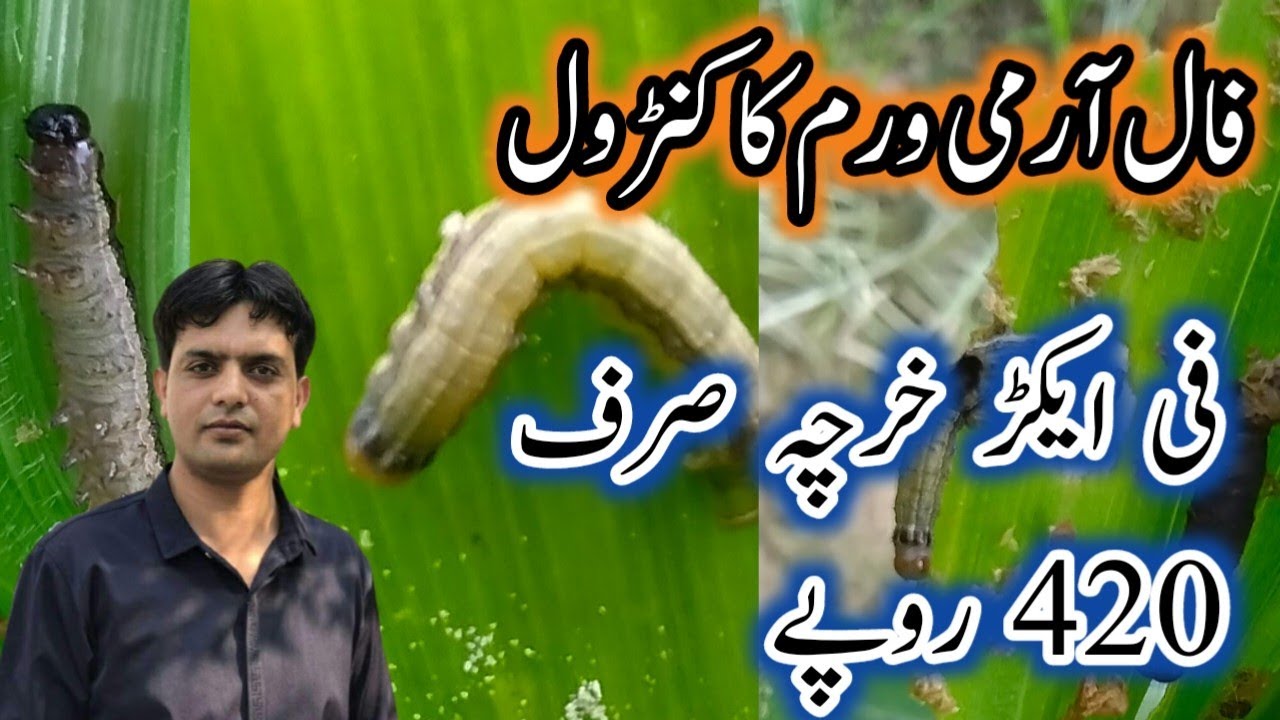 Control of Fall Army worm | Cheapest spray for fall armyworm in maize crop | Plant Clinics | Jamil
