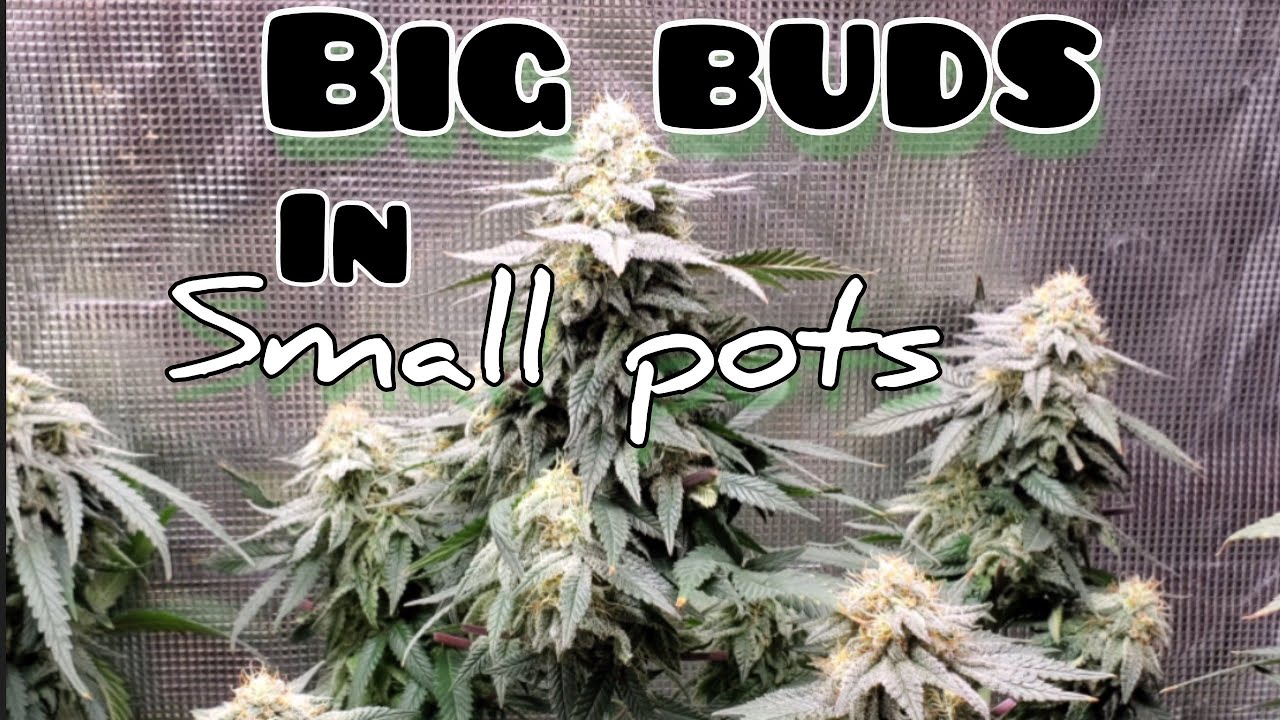 Гроу-палатка 2x4 для выращивания БОЛЬШИХ шишек в маленьких горшках